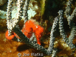 seahorse found during trip to curacao by Joe Platko 